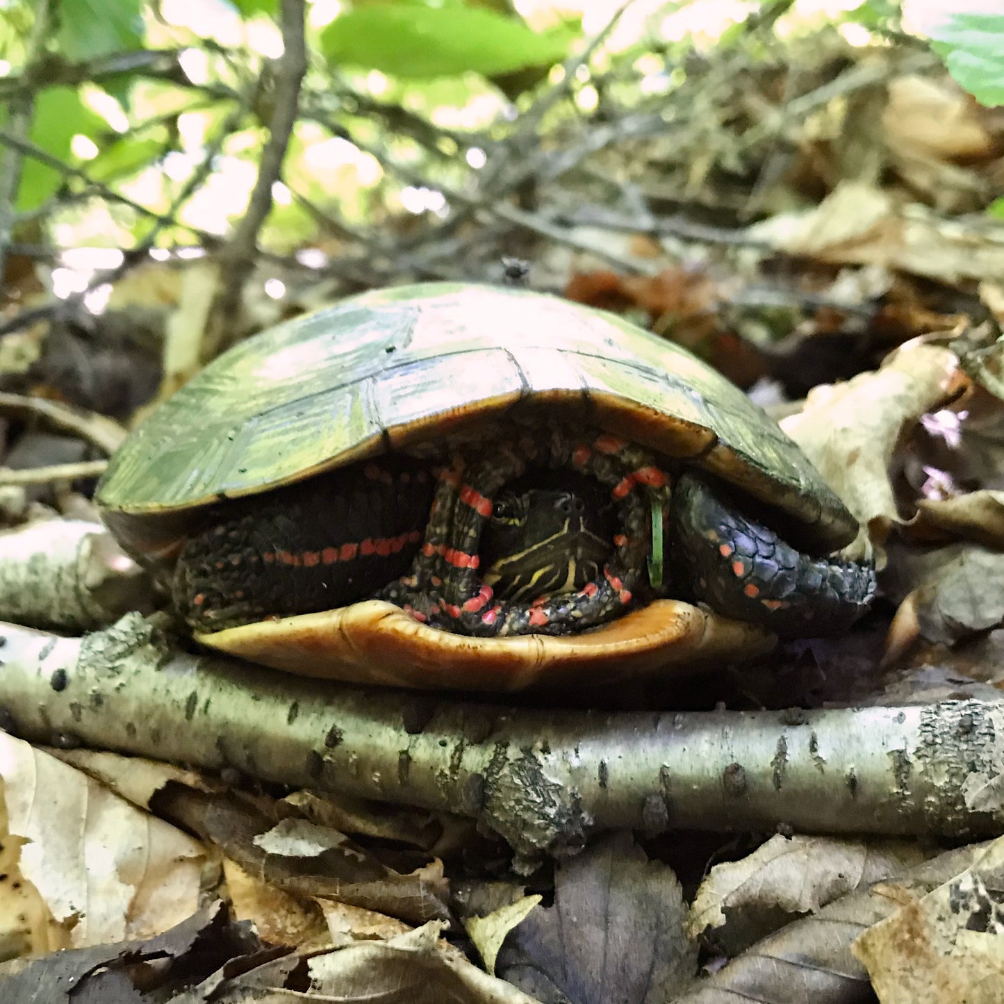 Et l’hiver, où vont les tortues?