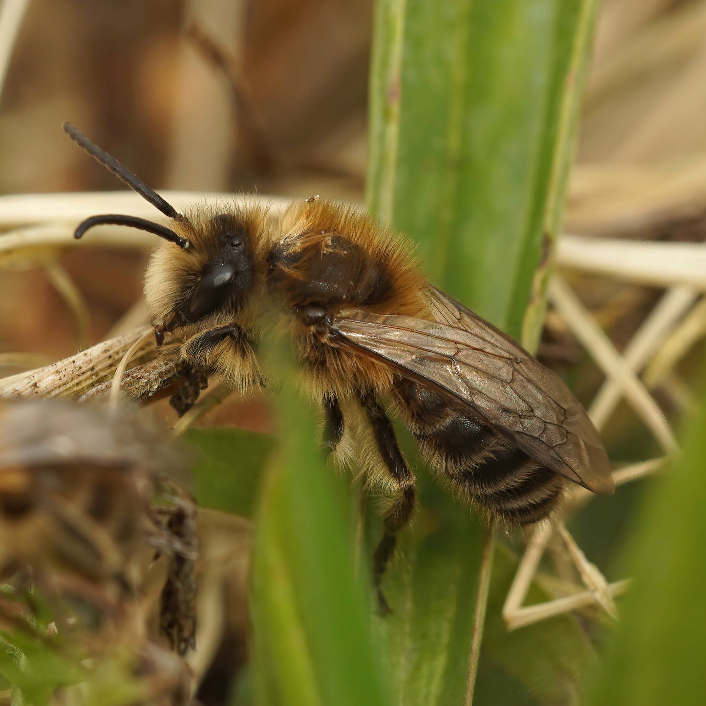 C'est l'heure du ménage du printemps au jardin? Pas si vite!