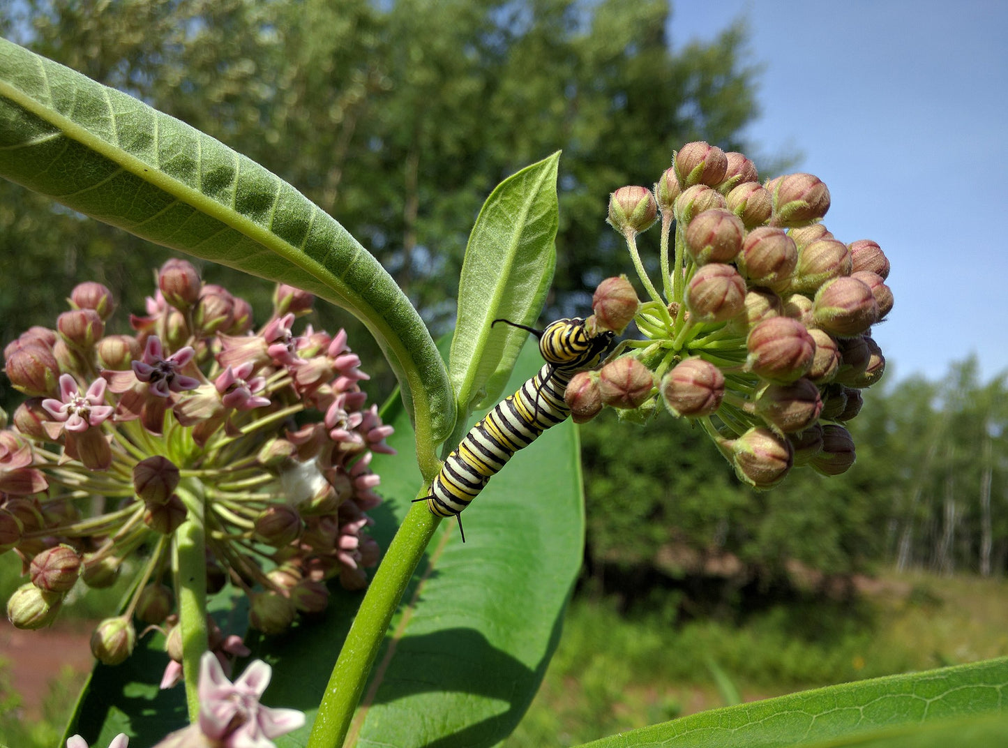 Le rôle crucial des plantes indigènes