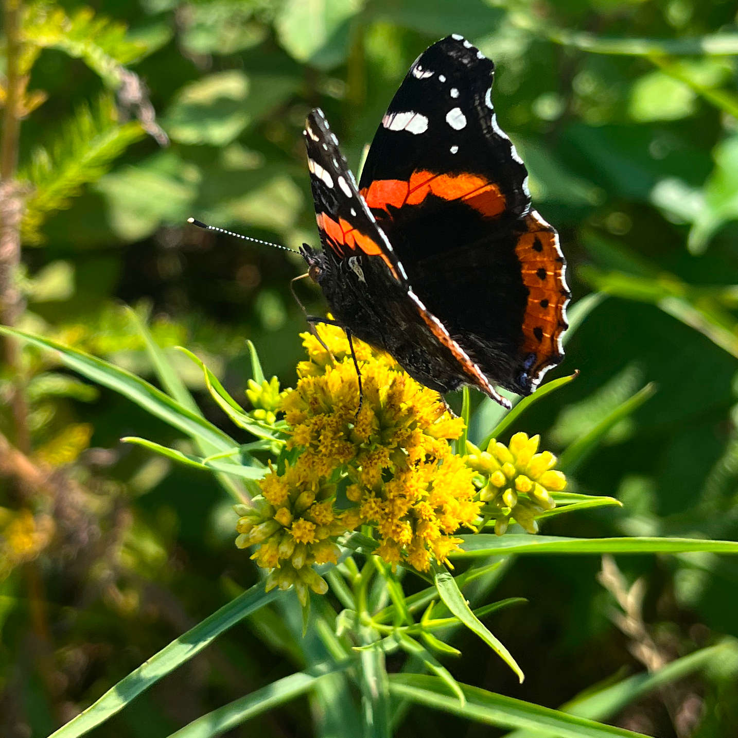 Cinq bonnes raisons d’ajouter des plantes indigènes à votre jardin… ou à votre balcon !