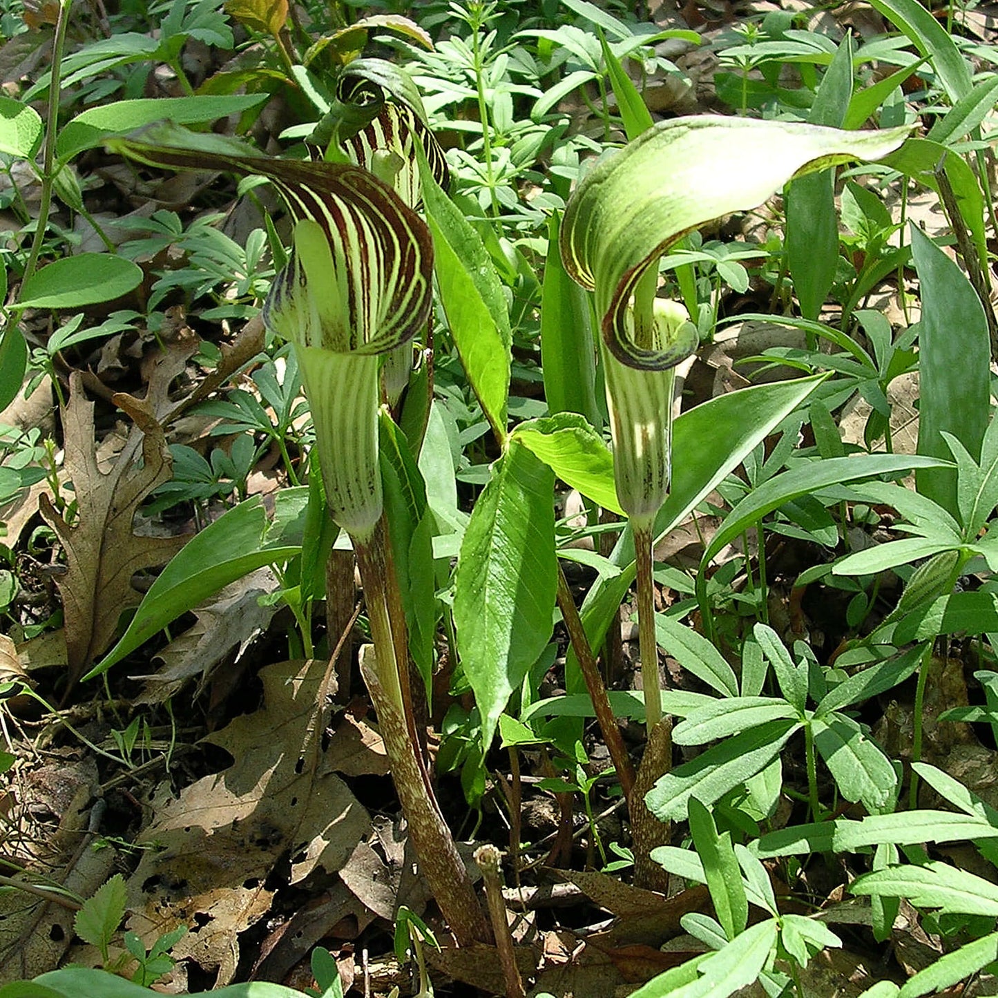 Stratified Seeds - Jack-in-the-pulpit
