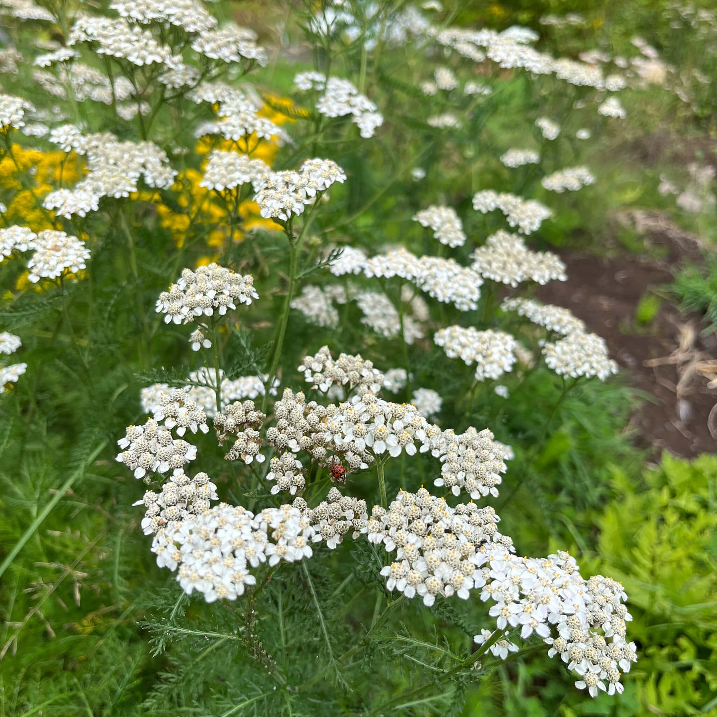 Seeds - Yarrow