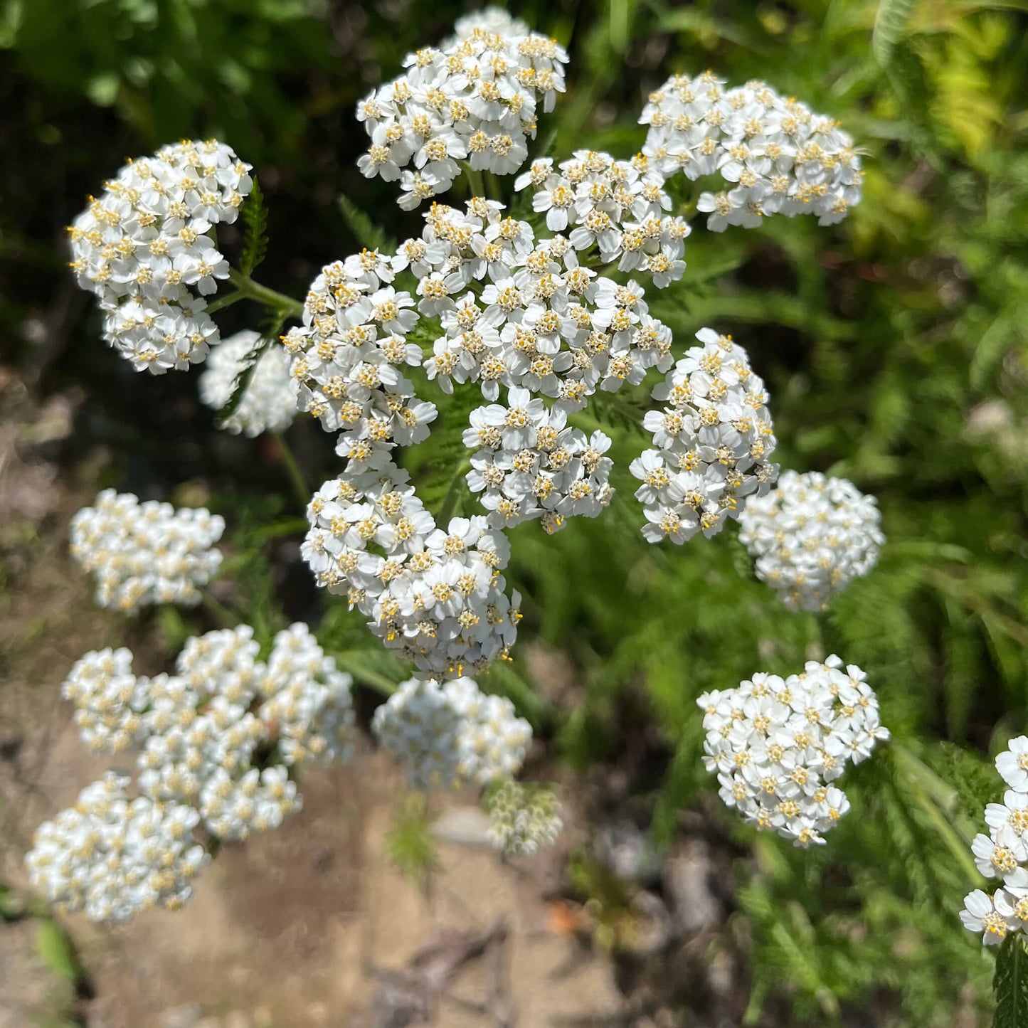 Seeds - Yarrow