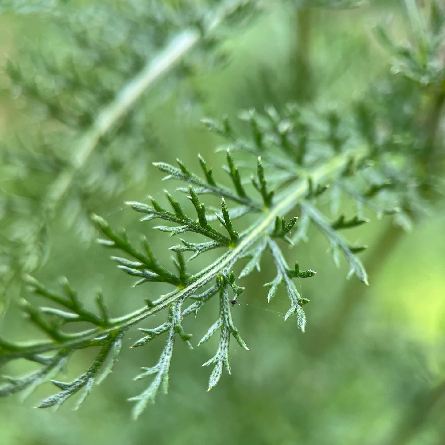 Seeds - Yarrow