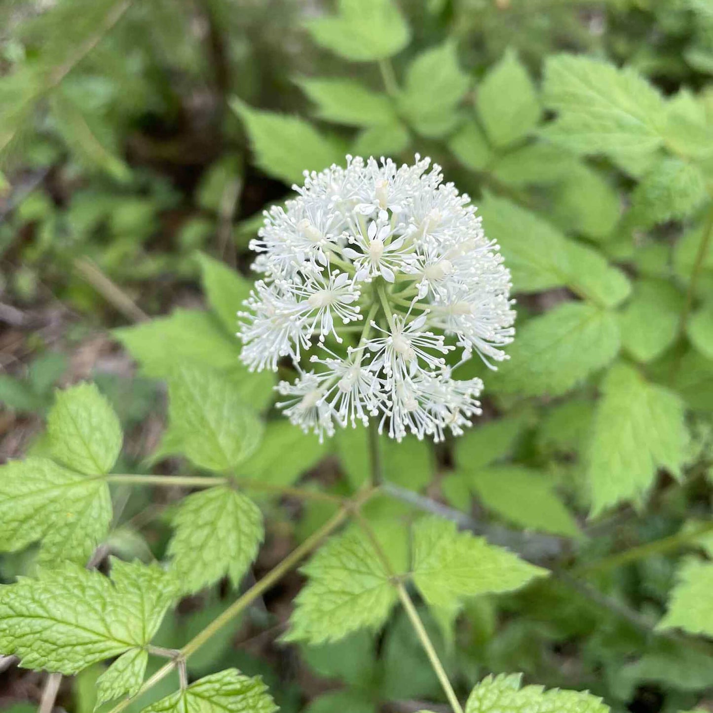 Seeds - Red Baneberry