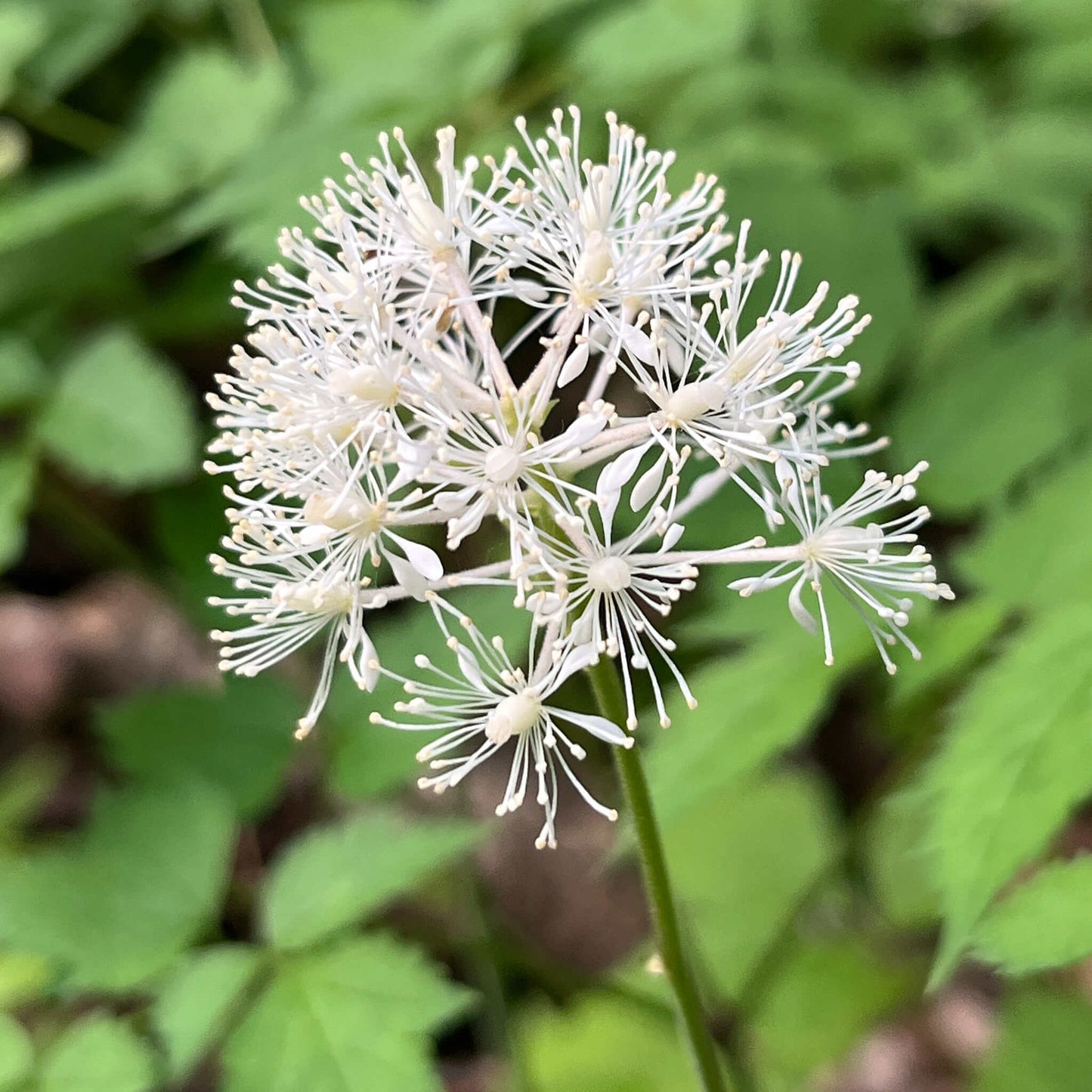 Seeds - Red Baneberry