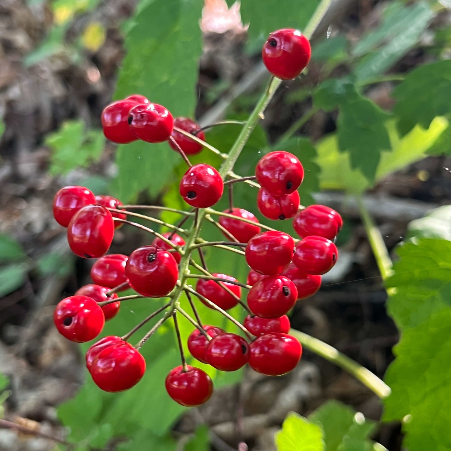 Seeds - Red Baneberry