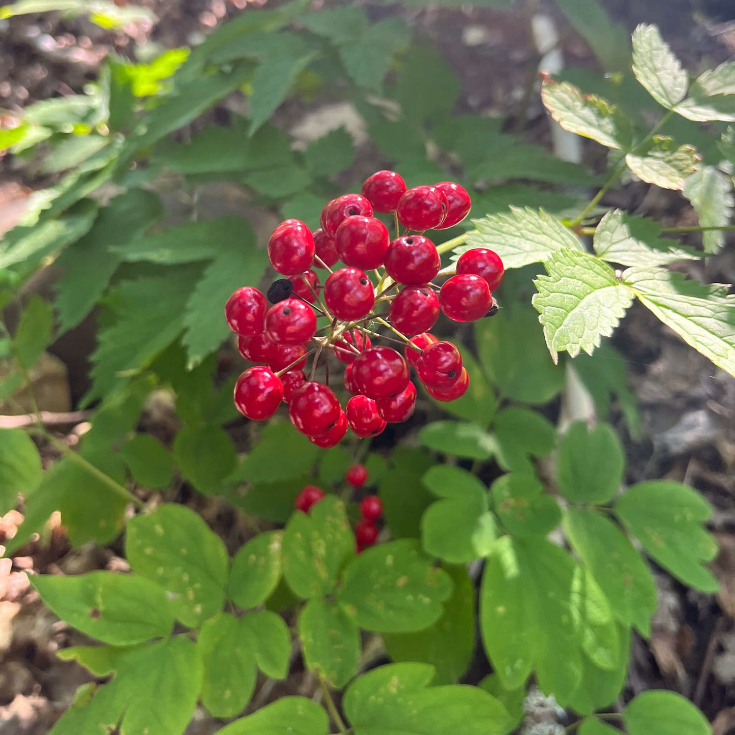 Seeds - Red Baneberry