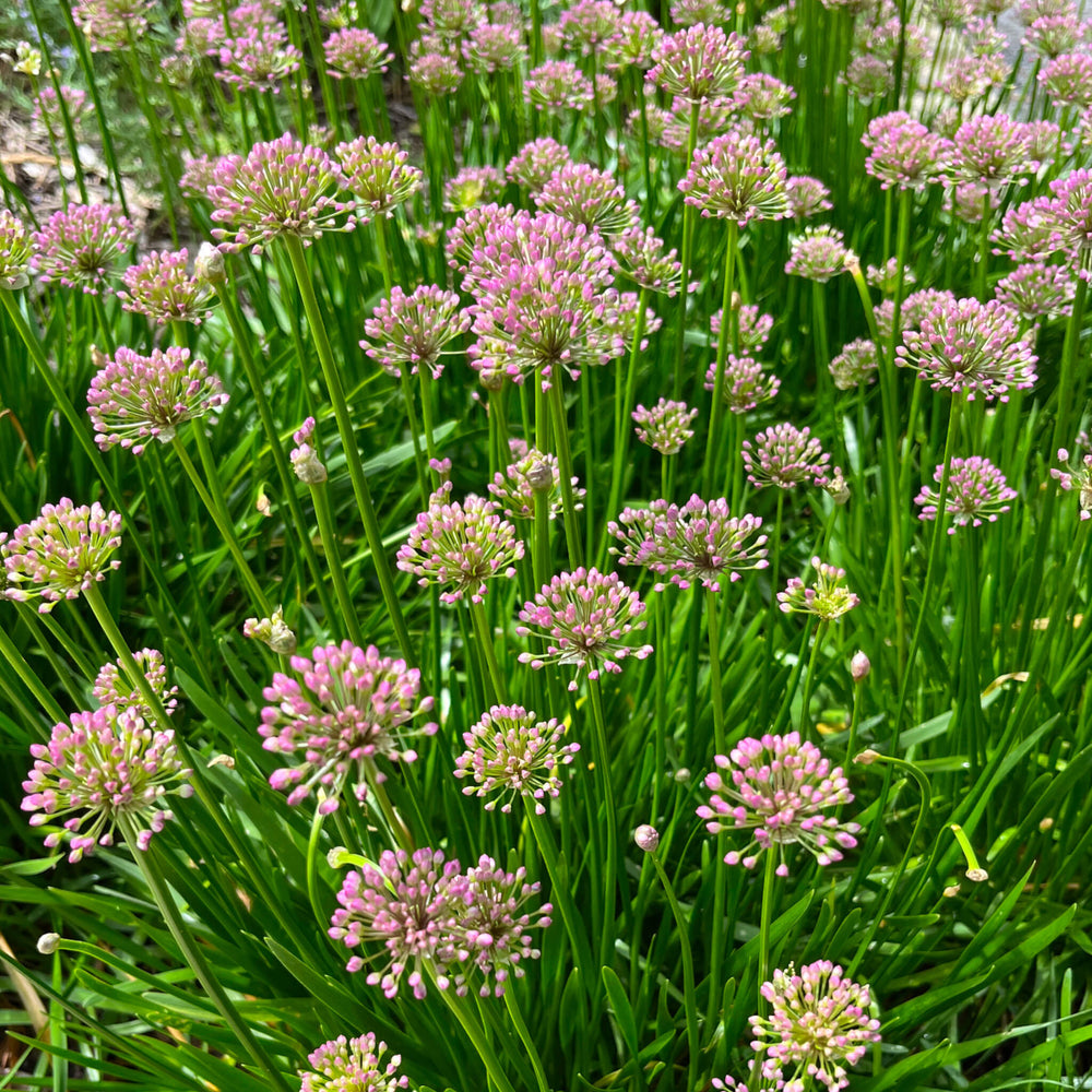 Fleurs d'ail étoilé - Allium stellatum
