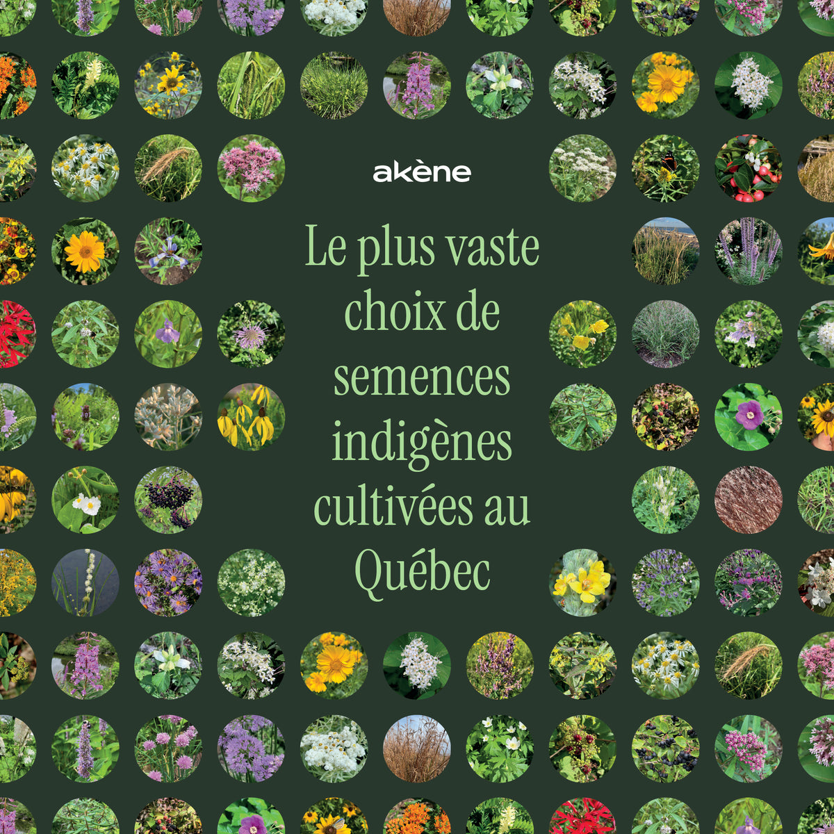 Producteur de semences de plantes indigènes