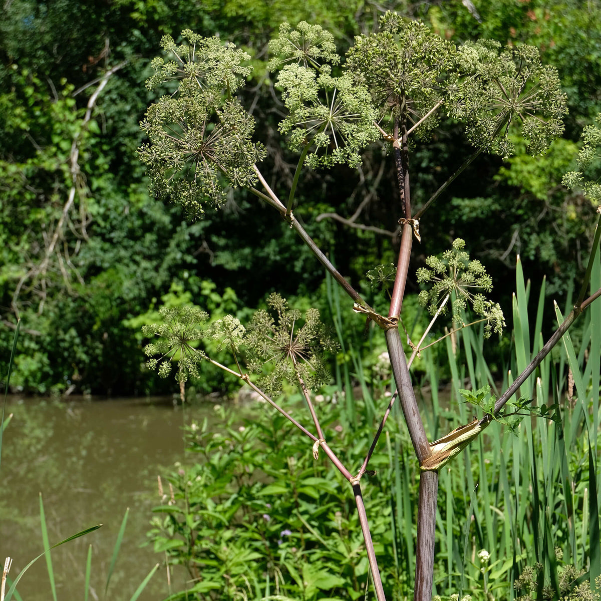 angelica-atropurpurea-