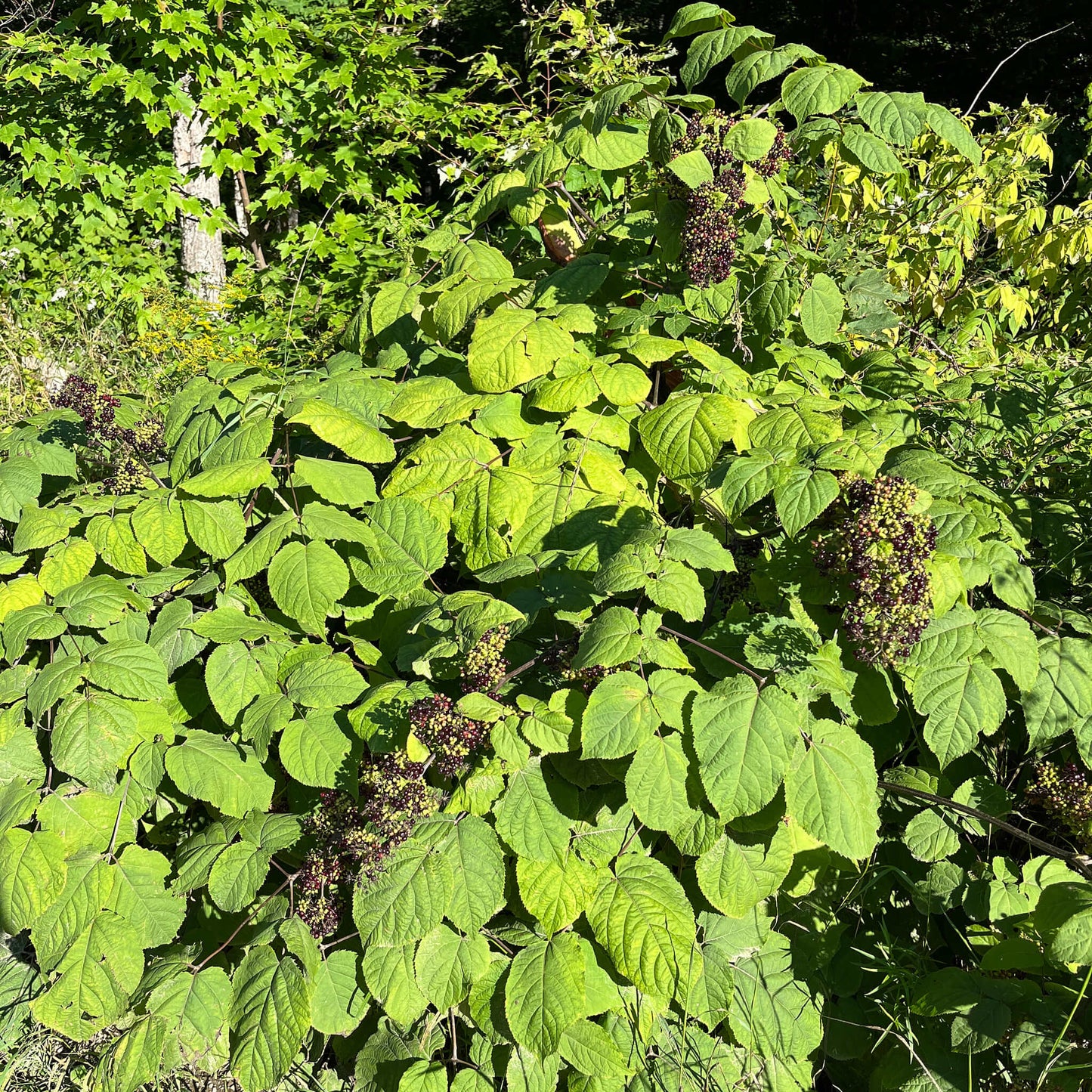 Semences - Aralie à grappes