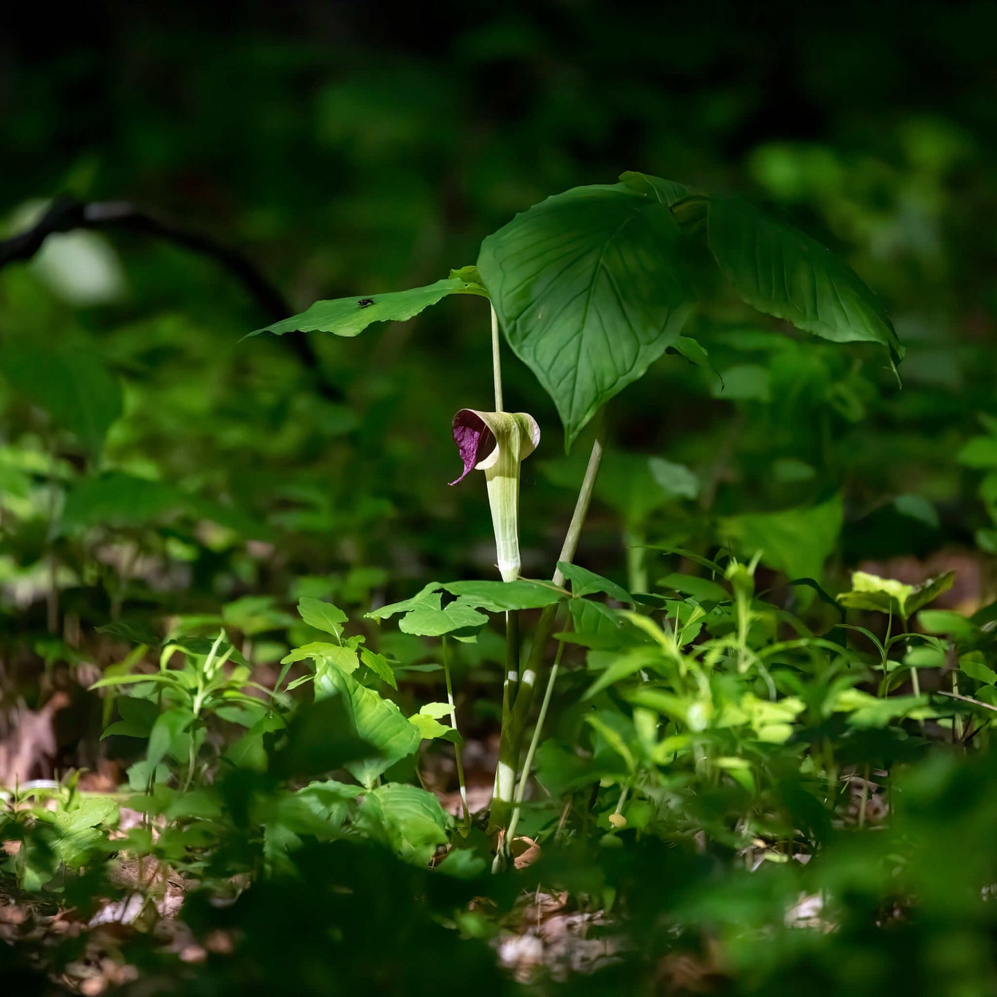 Stratified Seeds - Jack-in-the-pulpit
