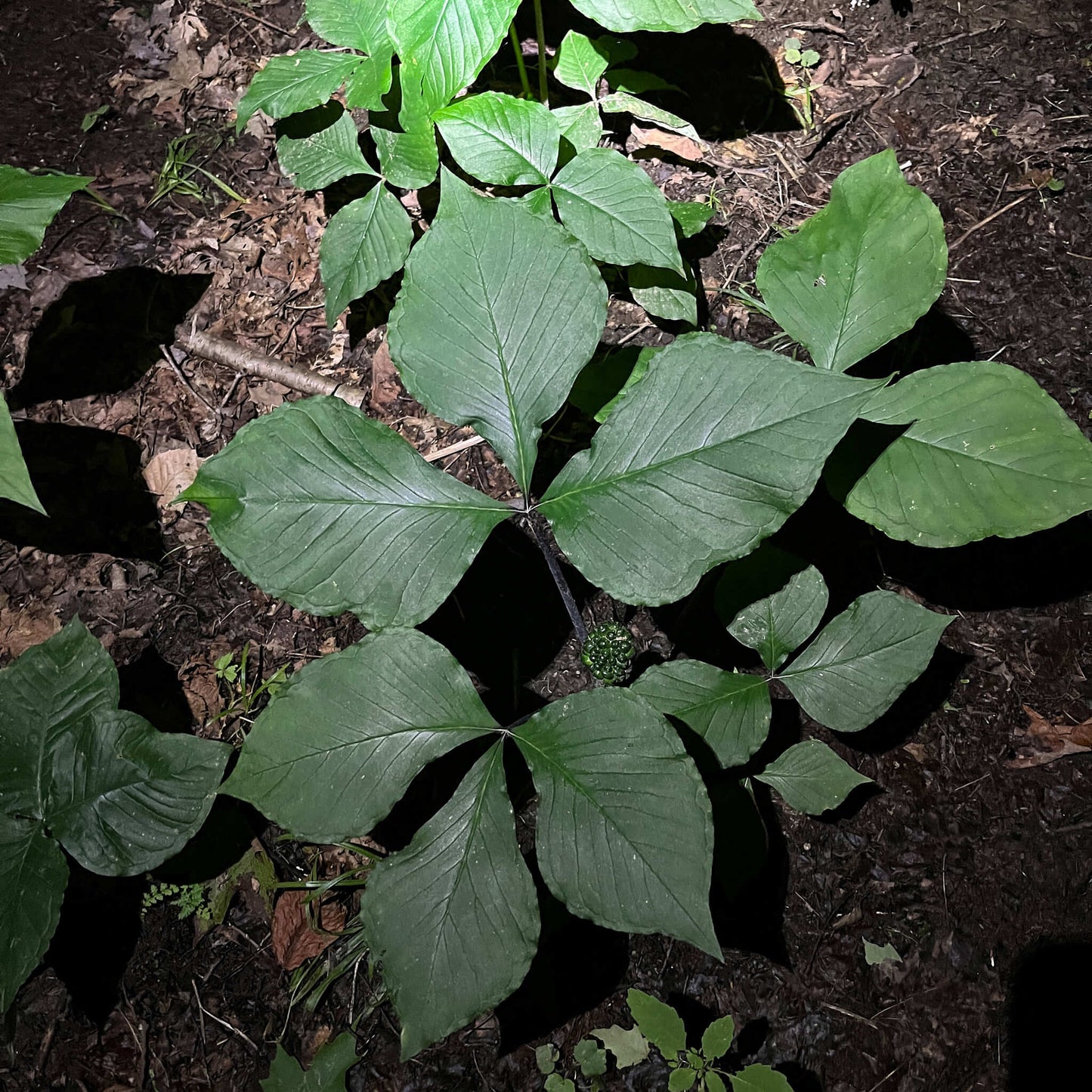 Stratified Seeds - Jack-in-the-pulpit