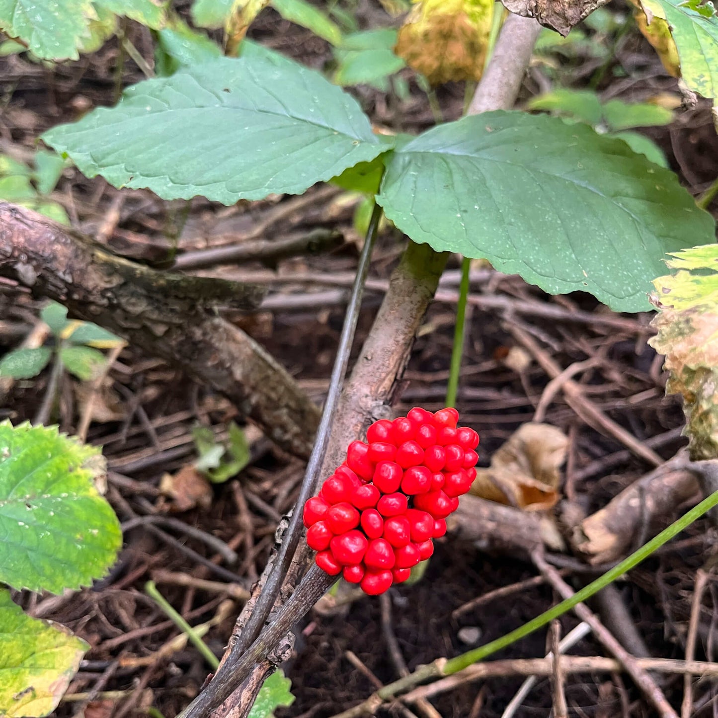 Stratified Seeds - Jack-in-the-pulpit