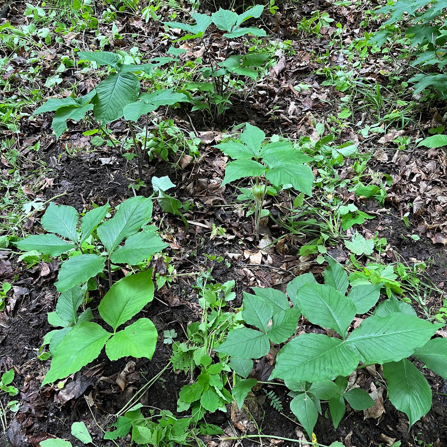 Stratified Seeds - Jack-in-the-pulpit