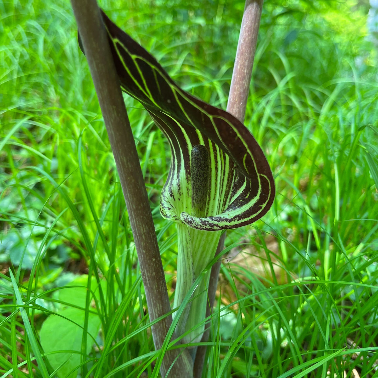 Stratified Seeds - Jack-in-the-pulpit