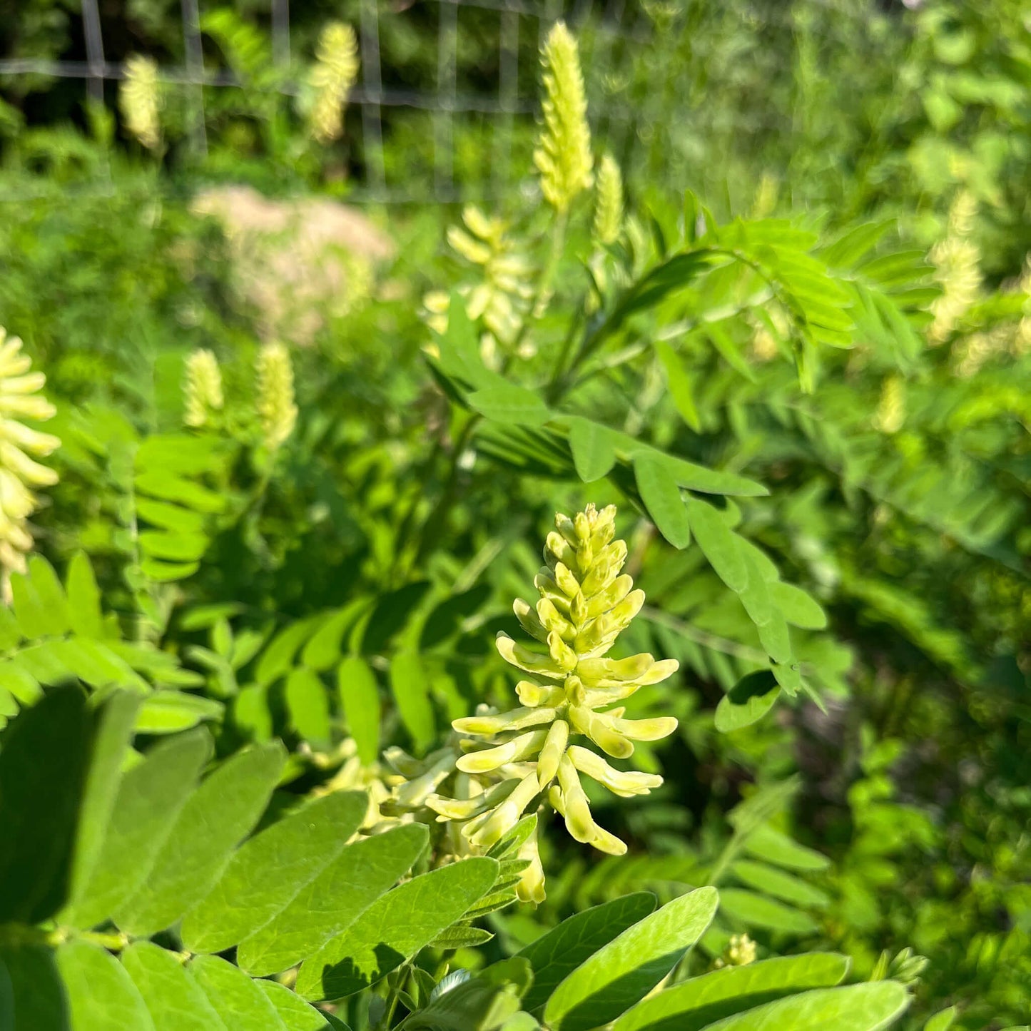Semences - Astragale du Canada