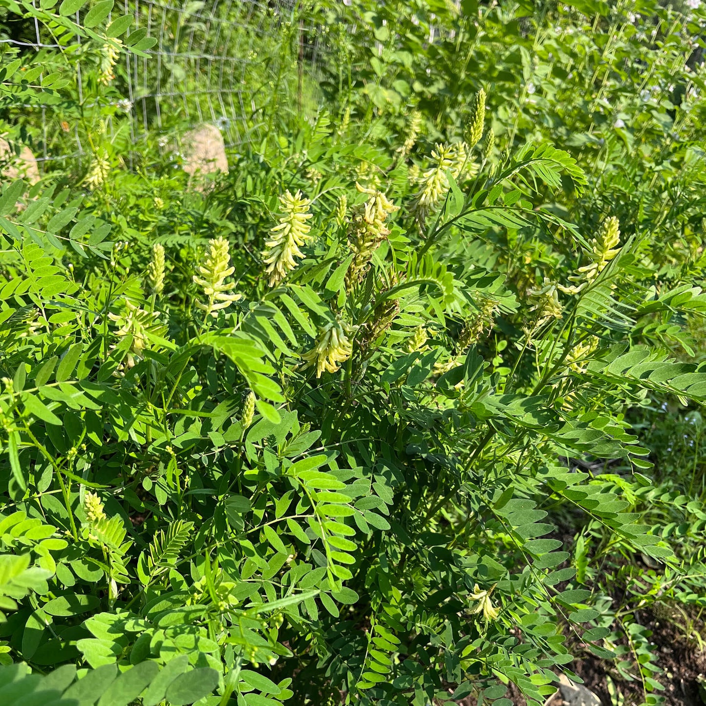 Semences - Astragale du Canada