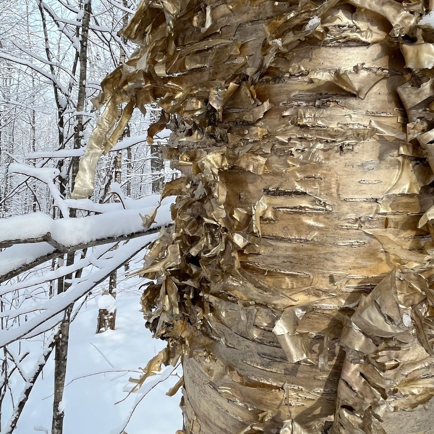 Semences - Bouleau jaune