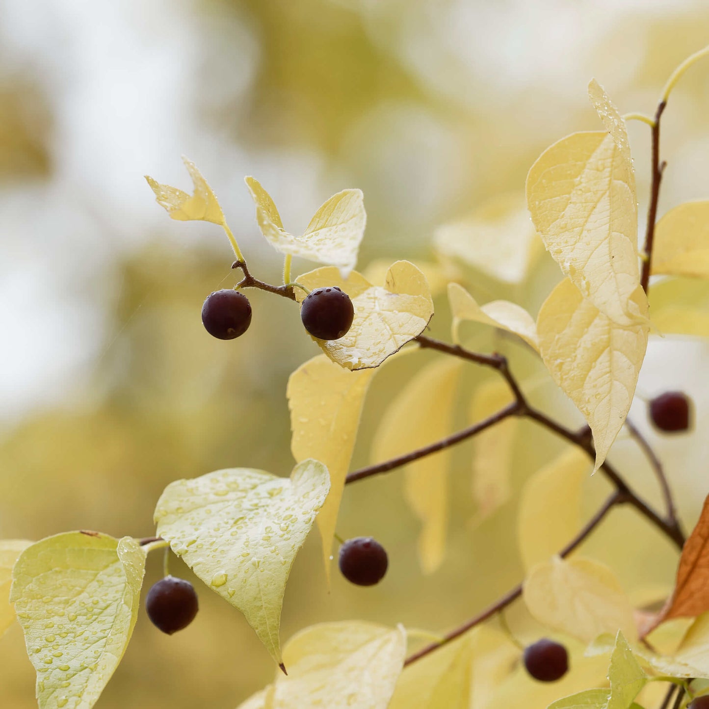 Semences - Micocoulier occidental