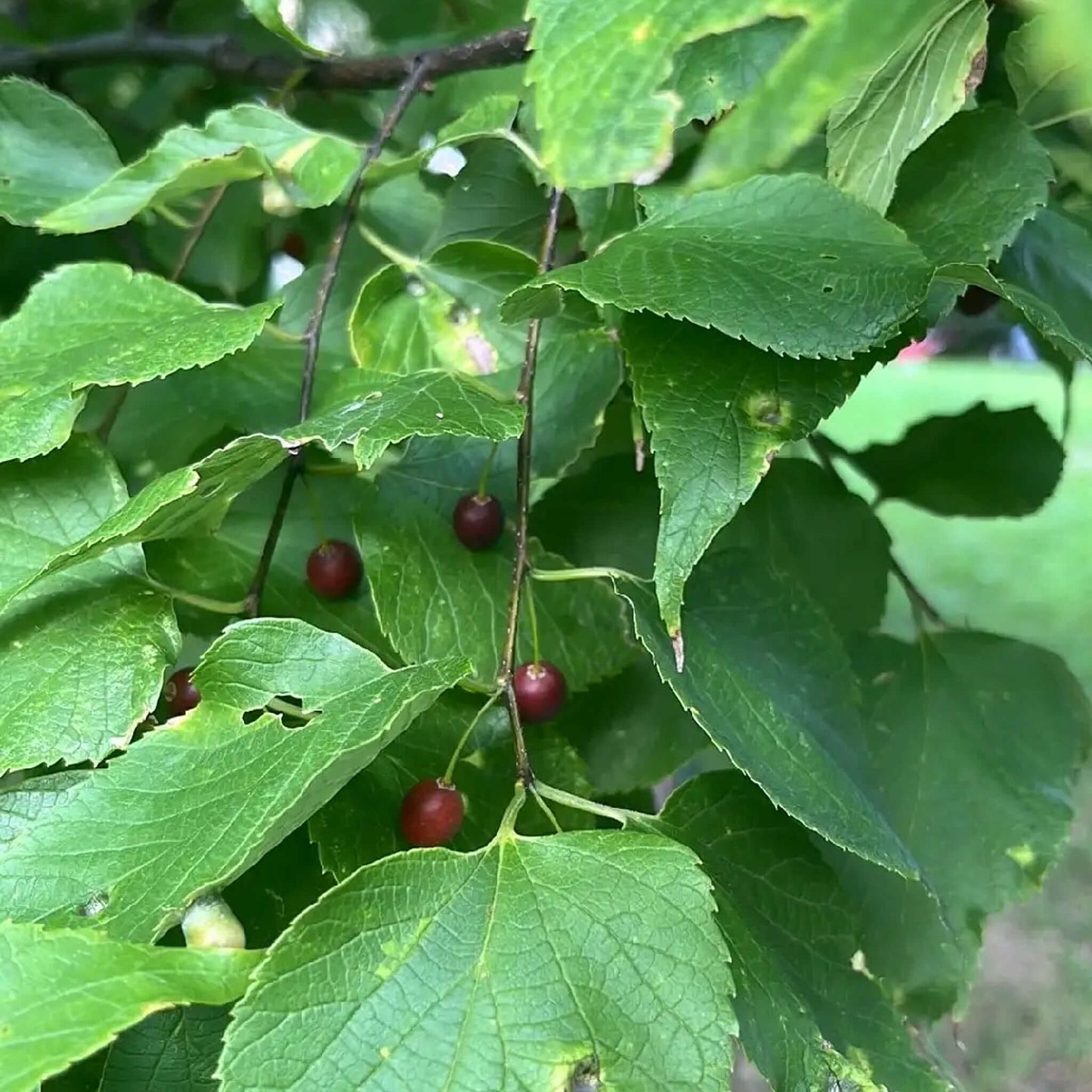 Semences - Micocoulier occidental