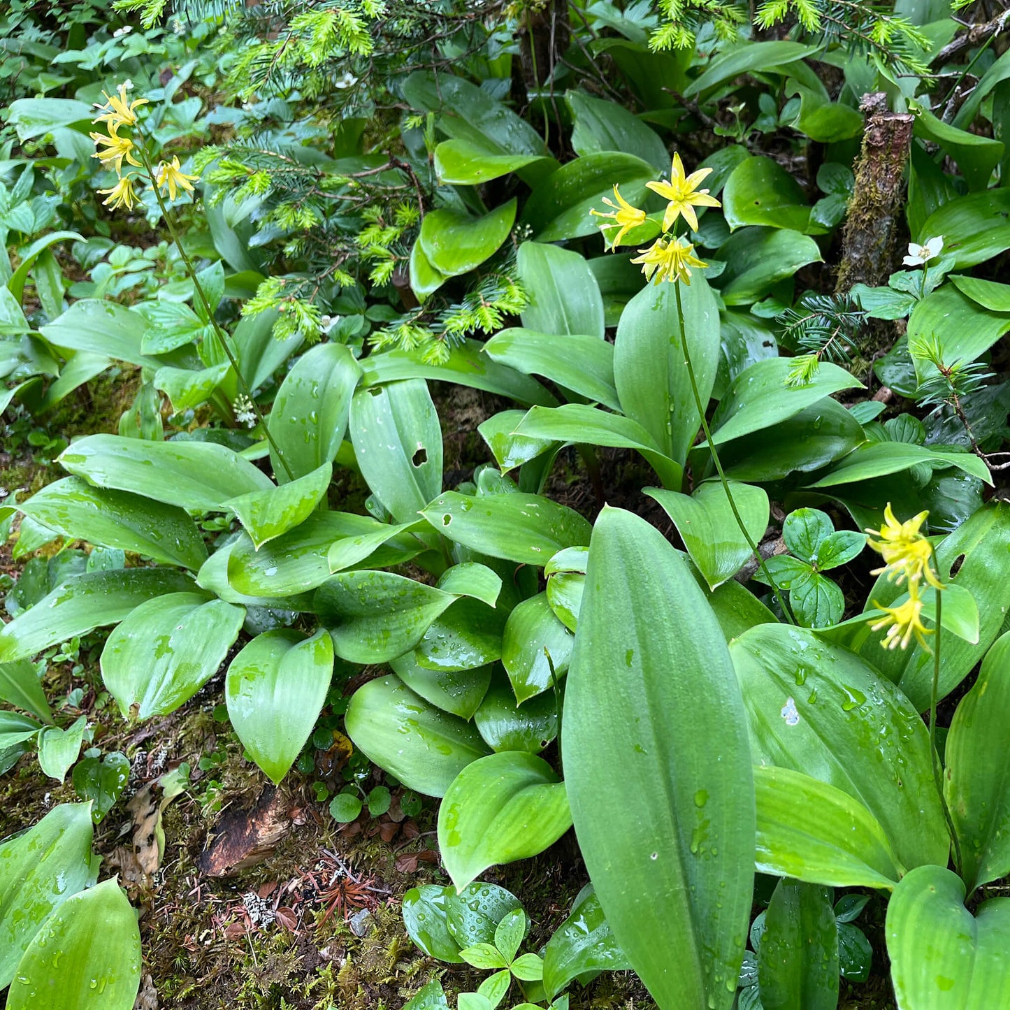 Semences - Clintonie Boréale