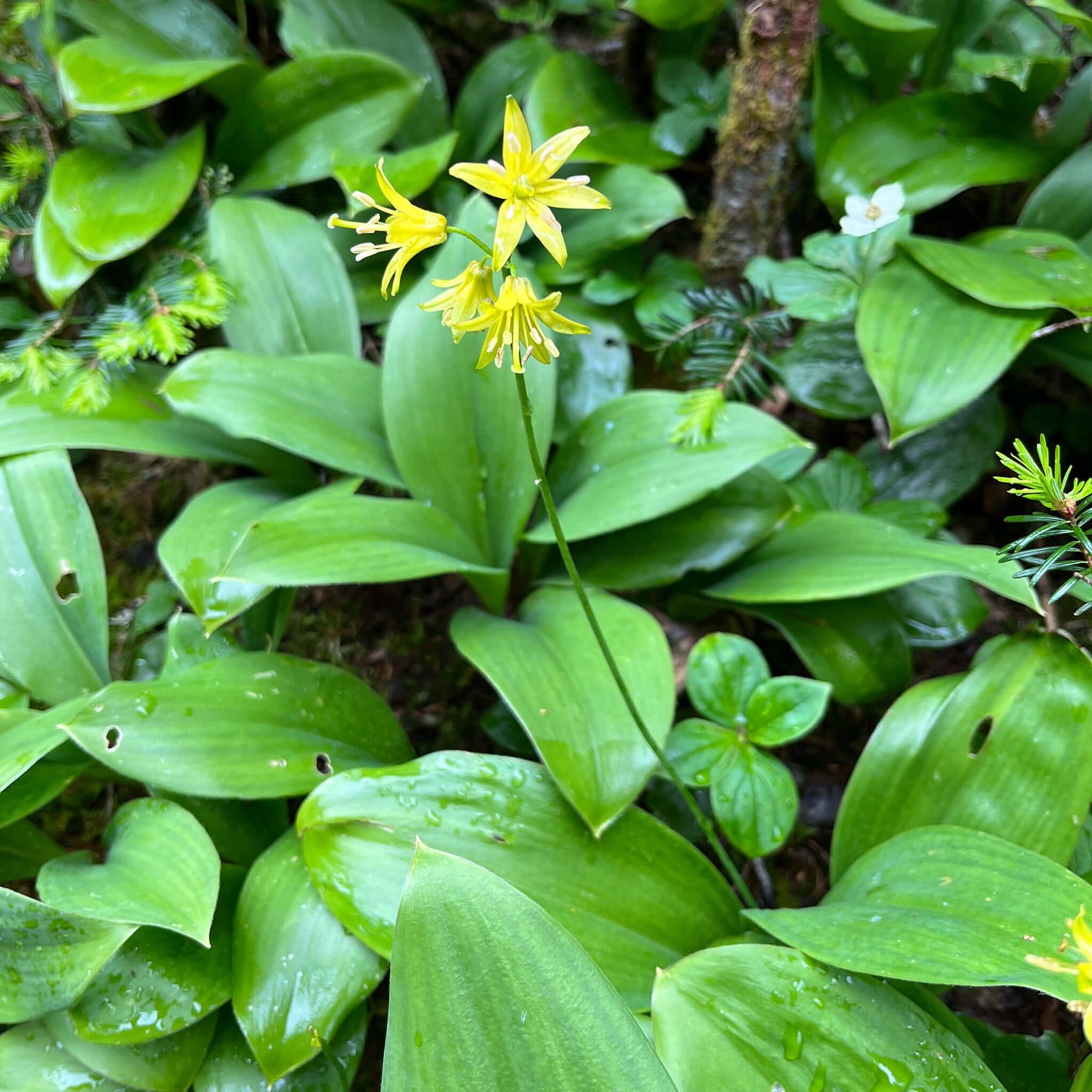 Semences - Clintonie Boréale