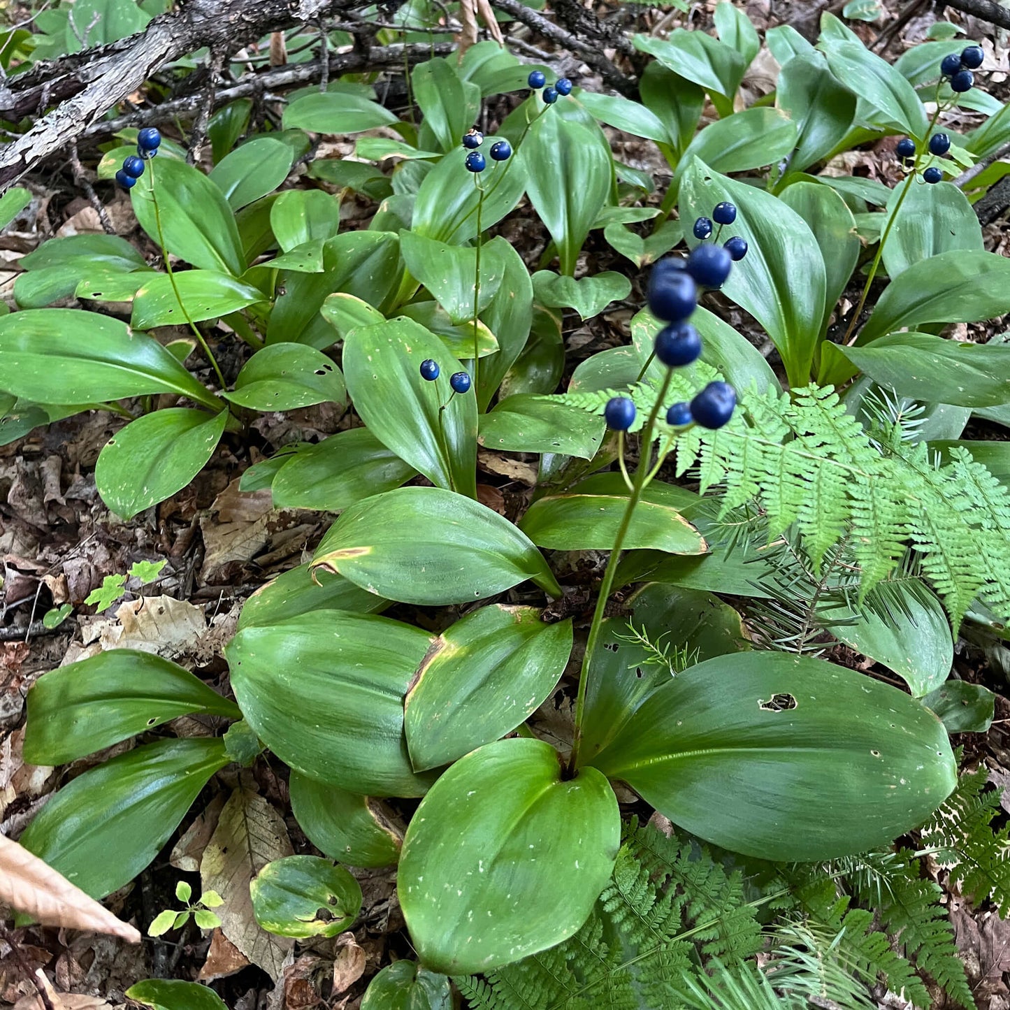 Semences - Clintonie Boréale