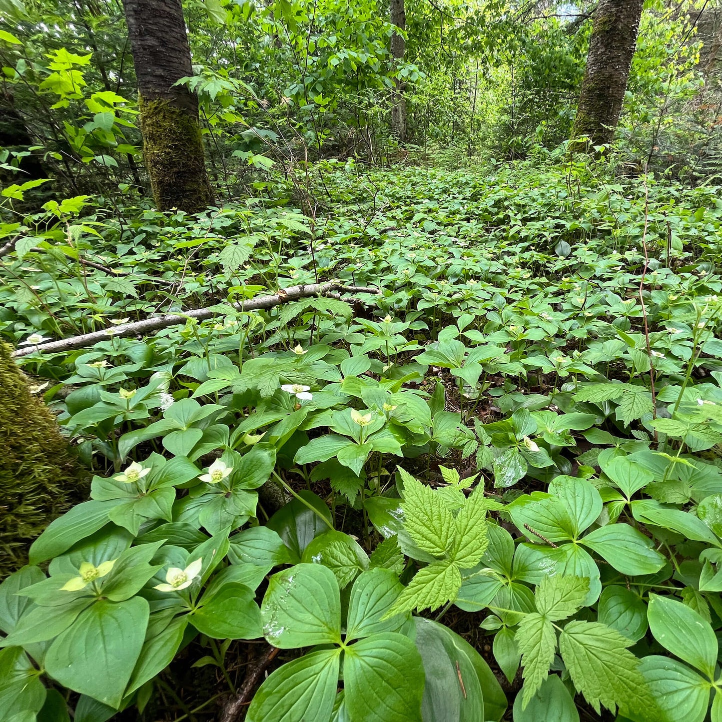 Semences - Quatre-temps