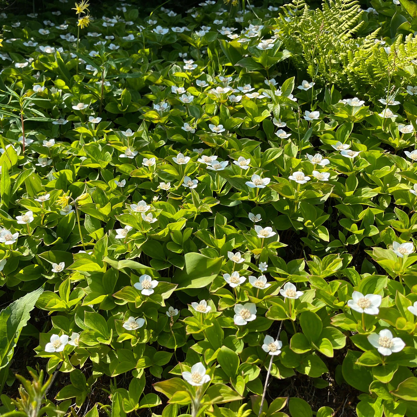 Semences - Quatre-temps