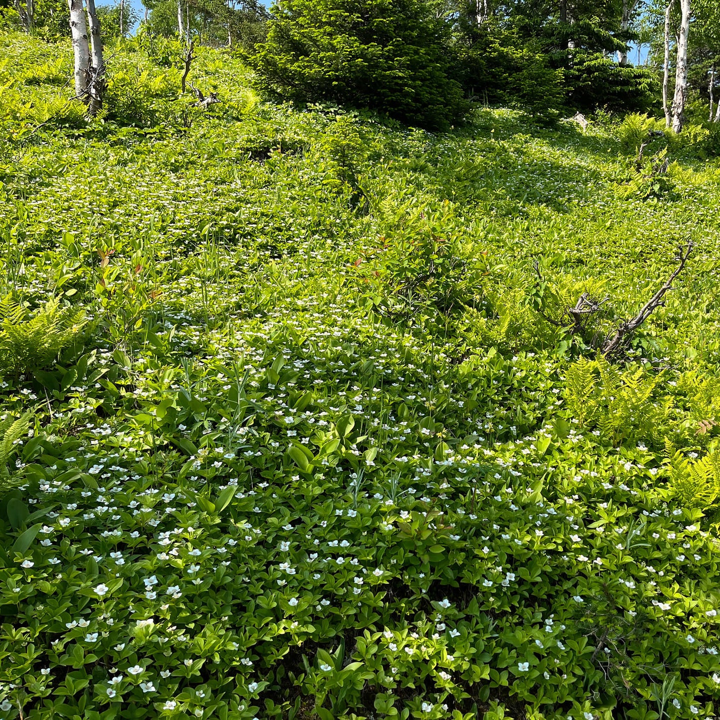 Semences - Quatre-temps