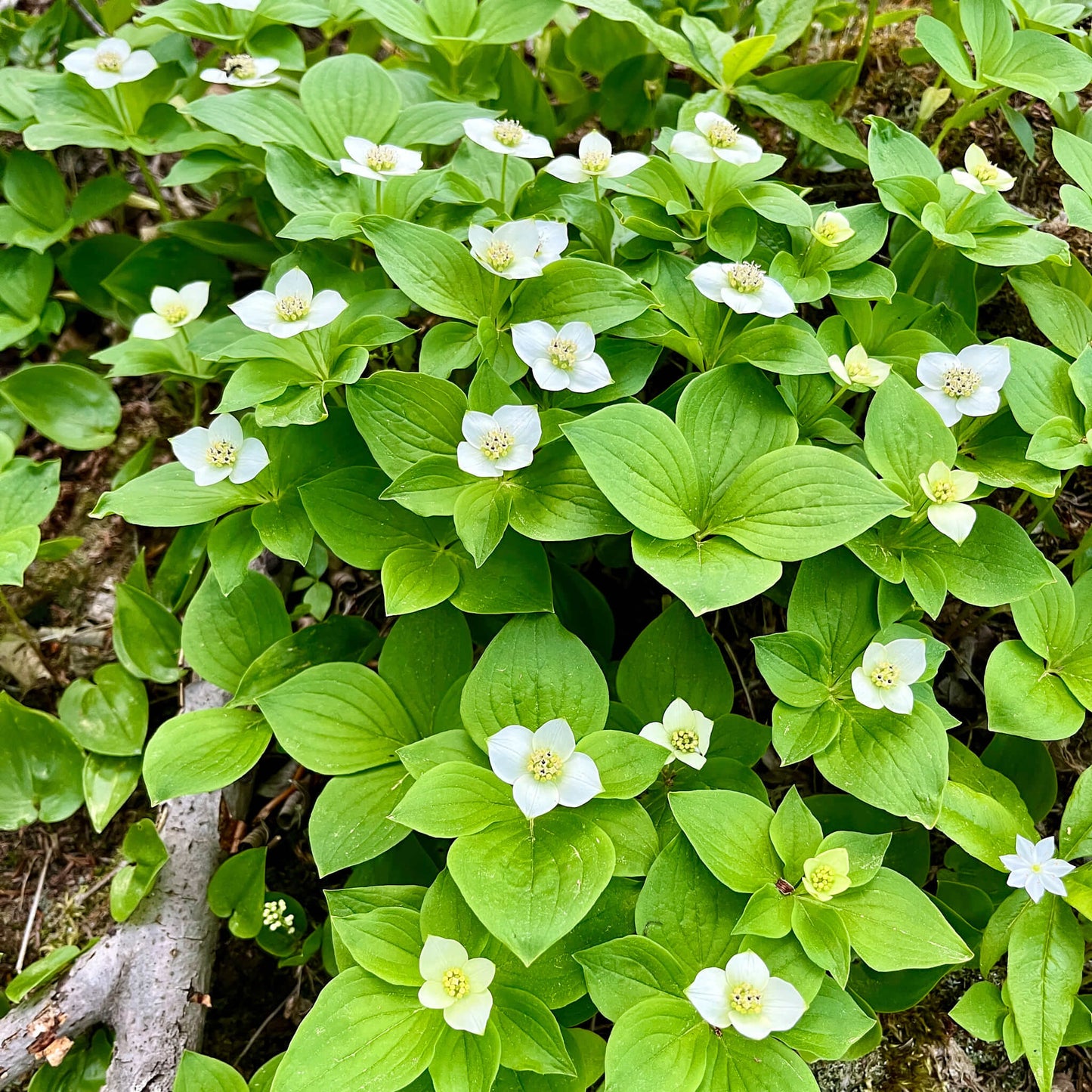 Semences - Quatre-temps