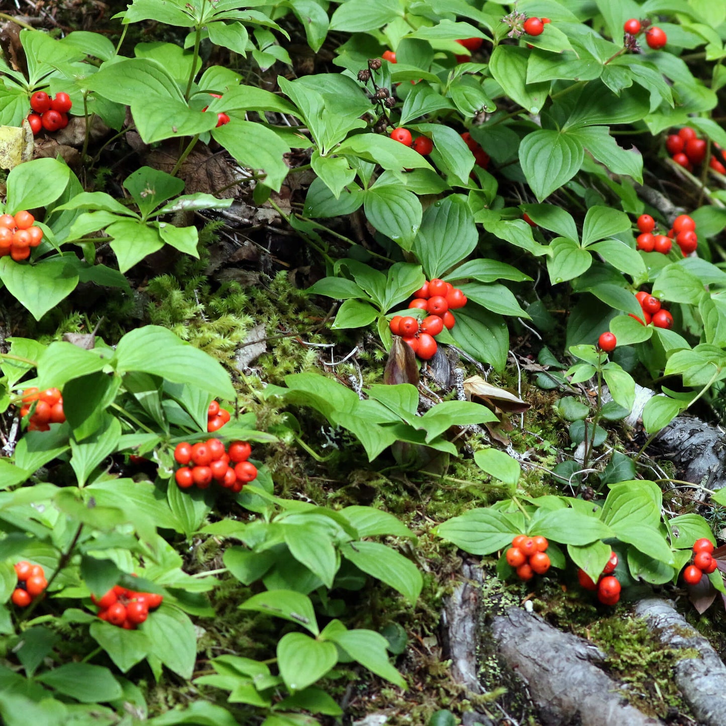 Semences - Quatre-temps