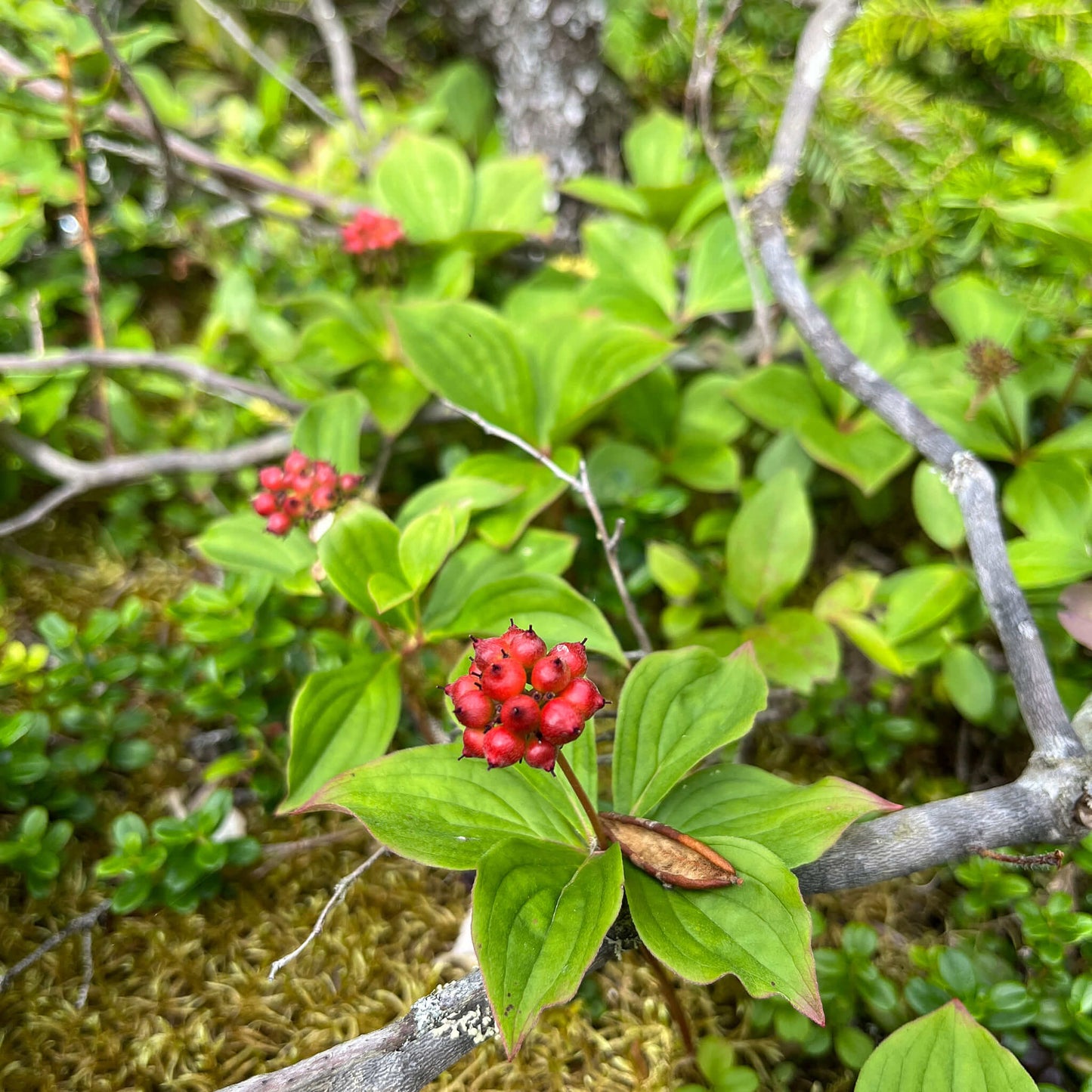 Semences - Quatre-temps