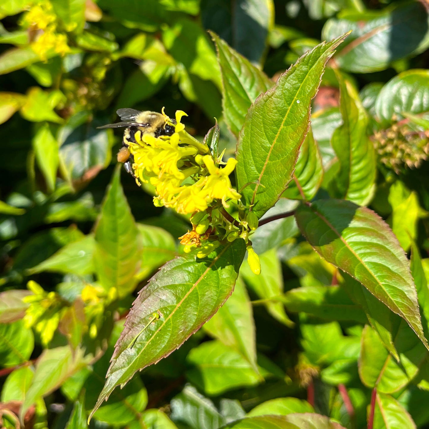 Dierville chèvrefeuille - Diervilla lonicaera