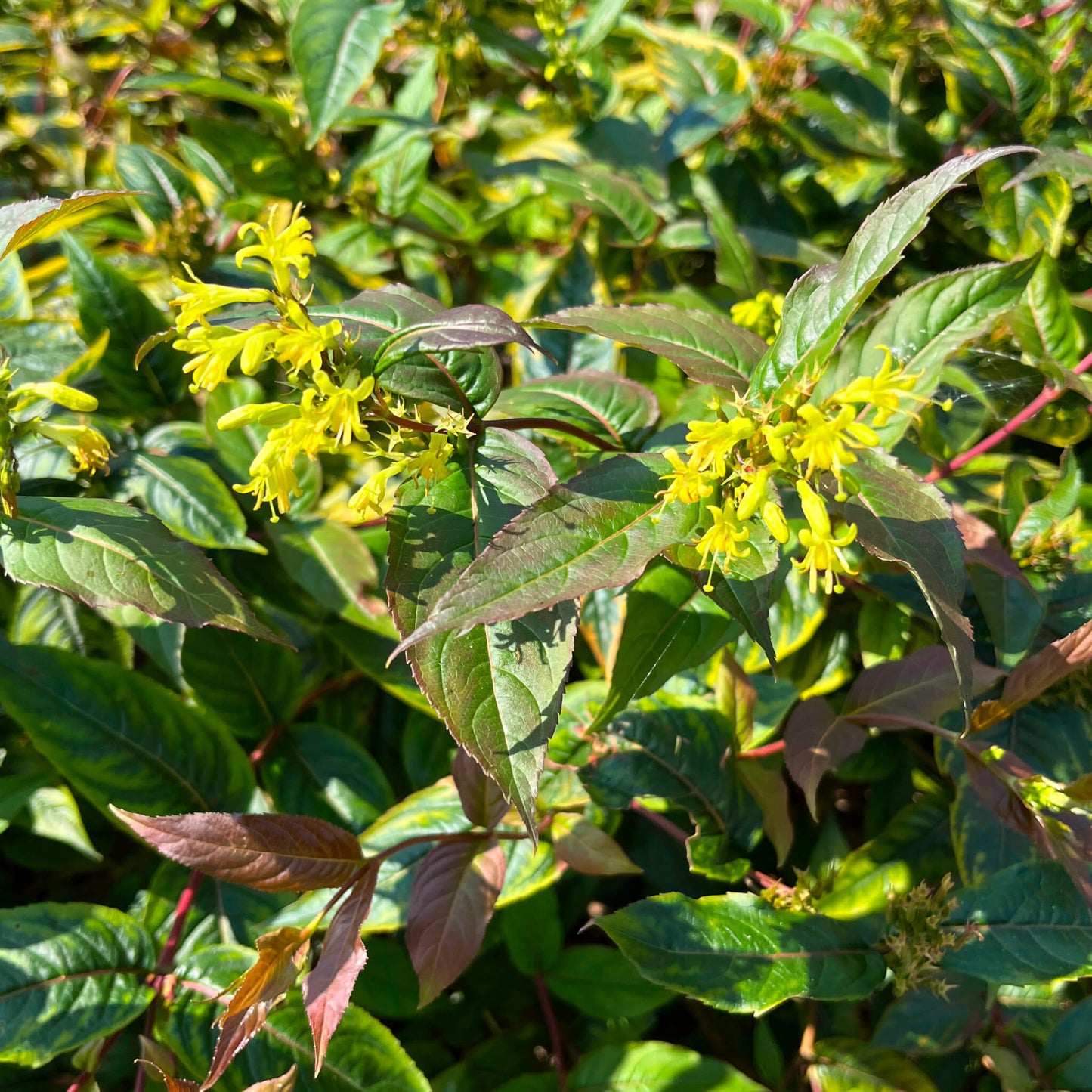 Dierville chèvrefeuille - Diervilla lonicaera