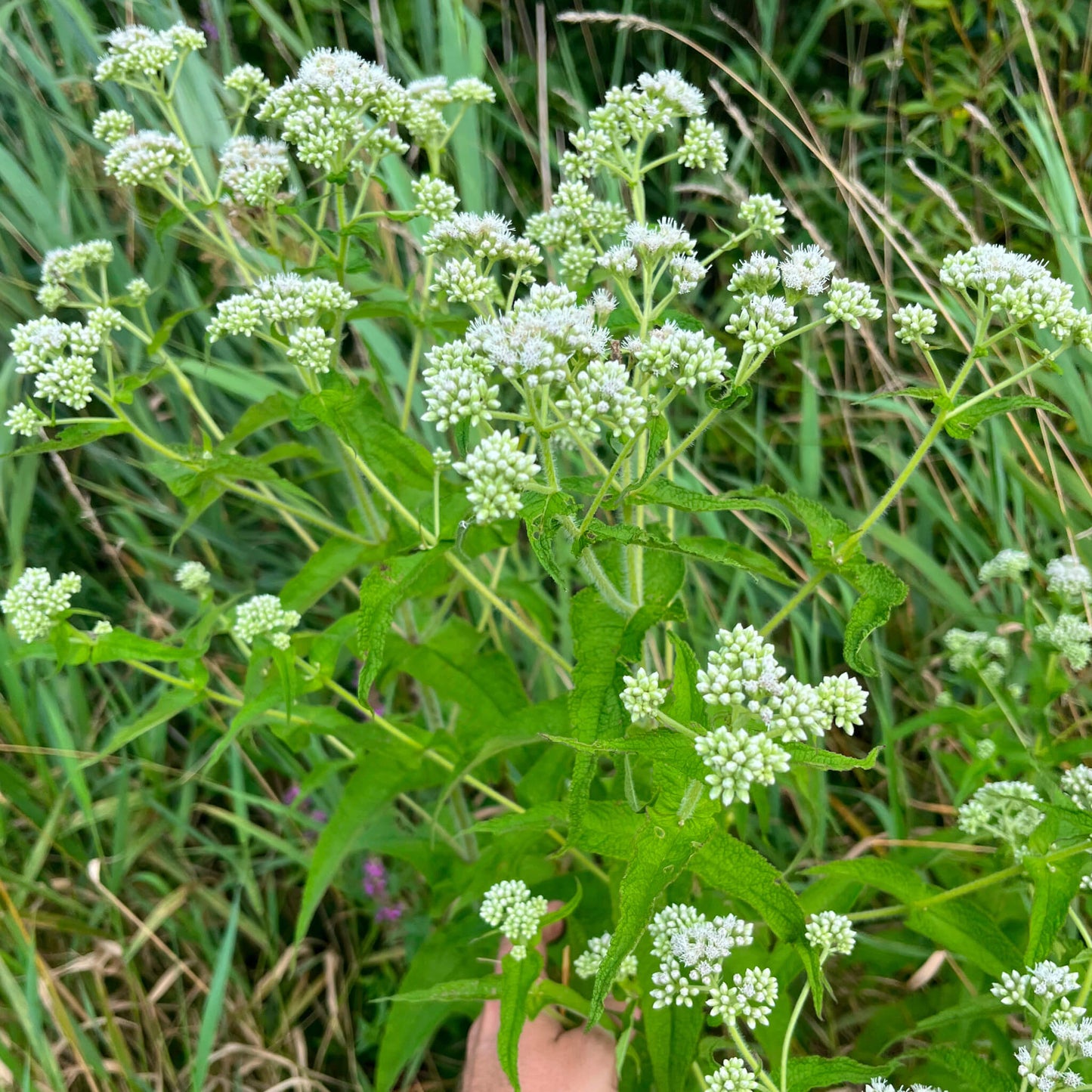 Eupatoire perfoliée tôt en saison - Eupatorium perfoliatum