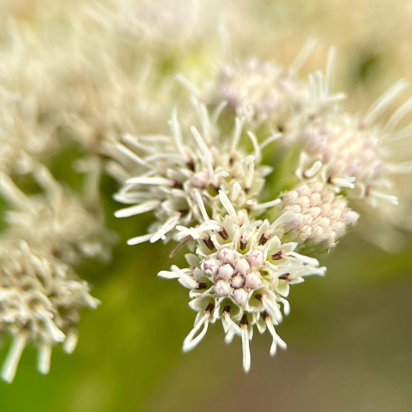 Photo macro de fleurs d'eupatoire perfoliée - Eupatorium perfoliatum