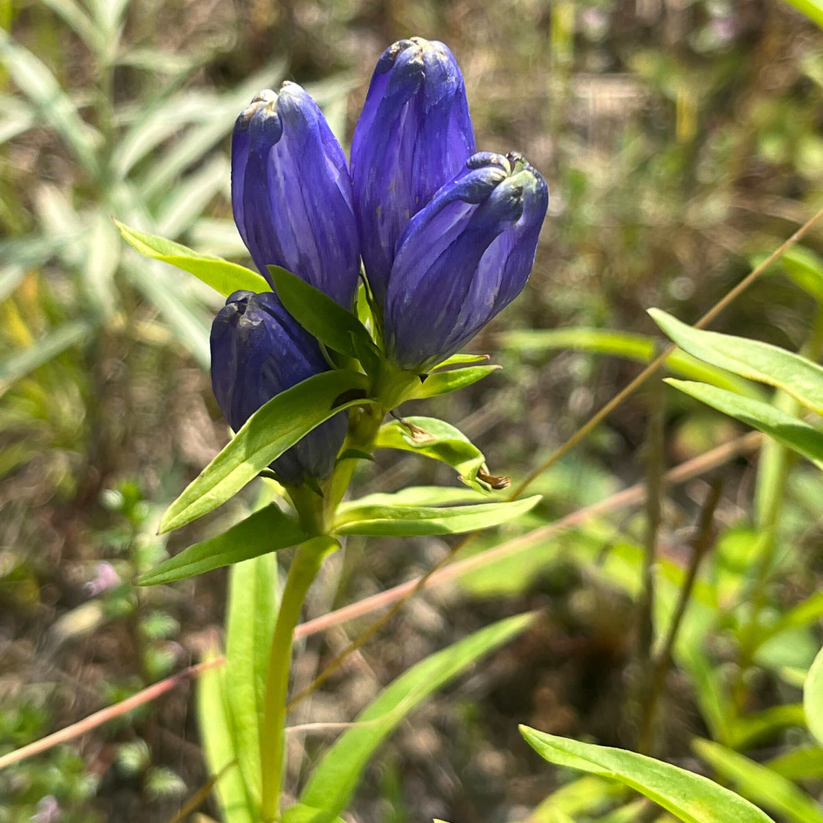 Bottle Gentian Seeds