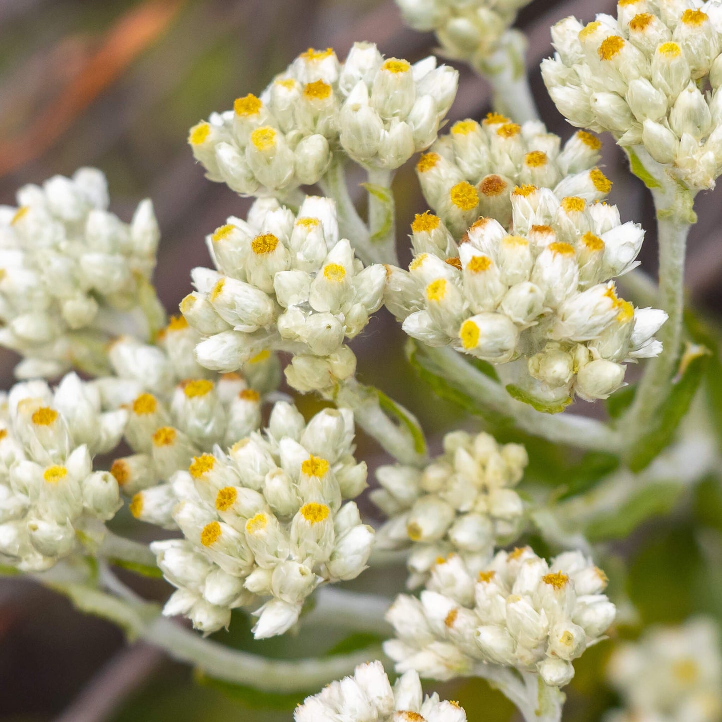Gnaphale à feuilles obtuses - Pseudognaphalium obtusifolium