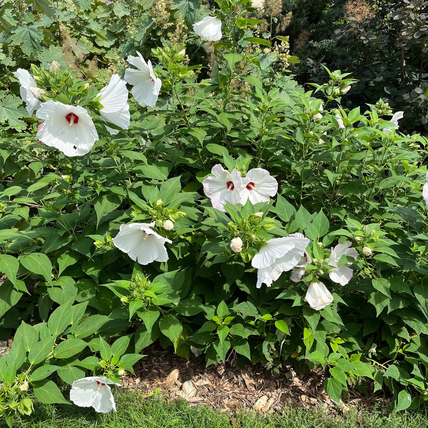 Semences - Hibiscus vivace (Ketmie des marais)