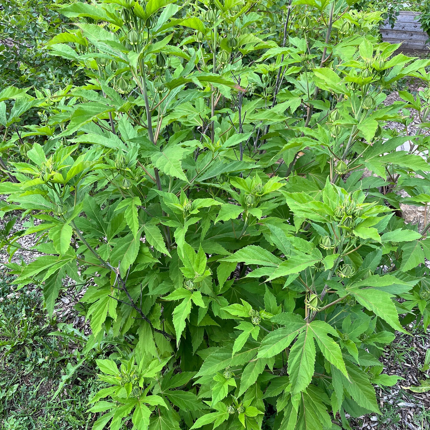 Semences - Hibiscus vivace (Ketmie des marais)