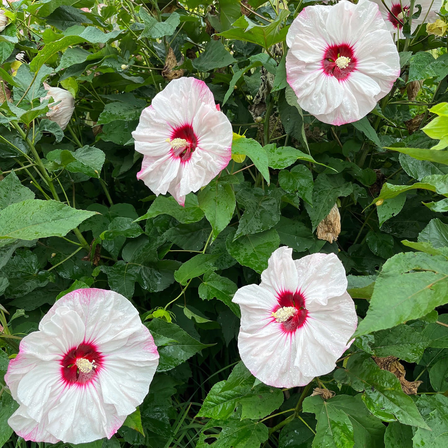 Semences - Hibiscus vivace (Ketmie des marais)