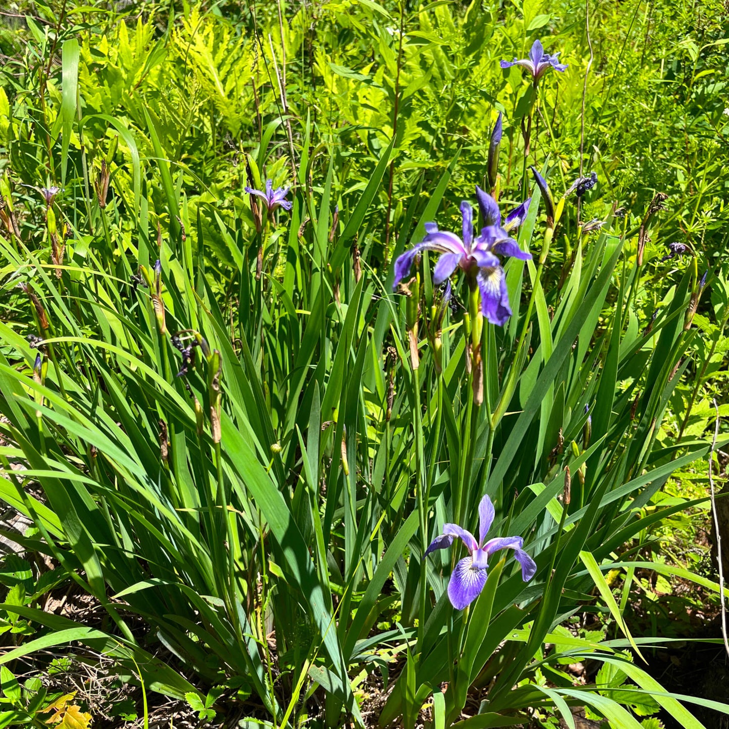Iris versicolore