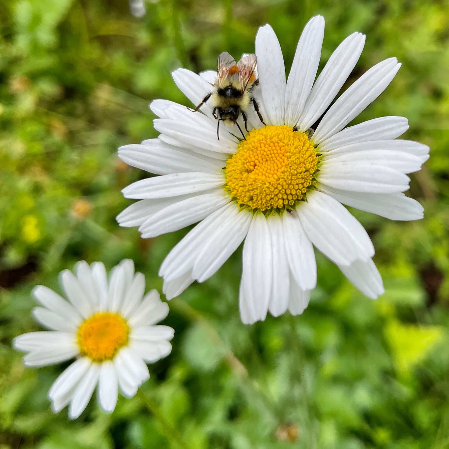 Semences - Marguerite blanche