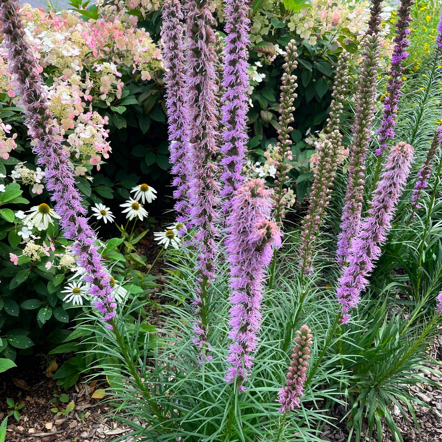 Liatris à épis - Liatris spicata