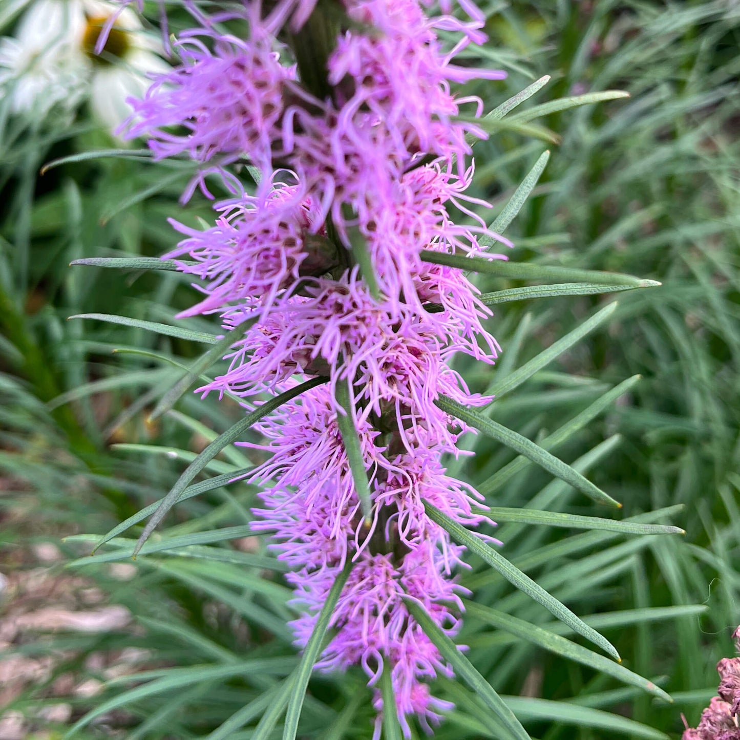 Liatris à épis - Liatris spicata