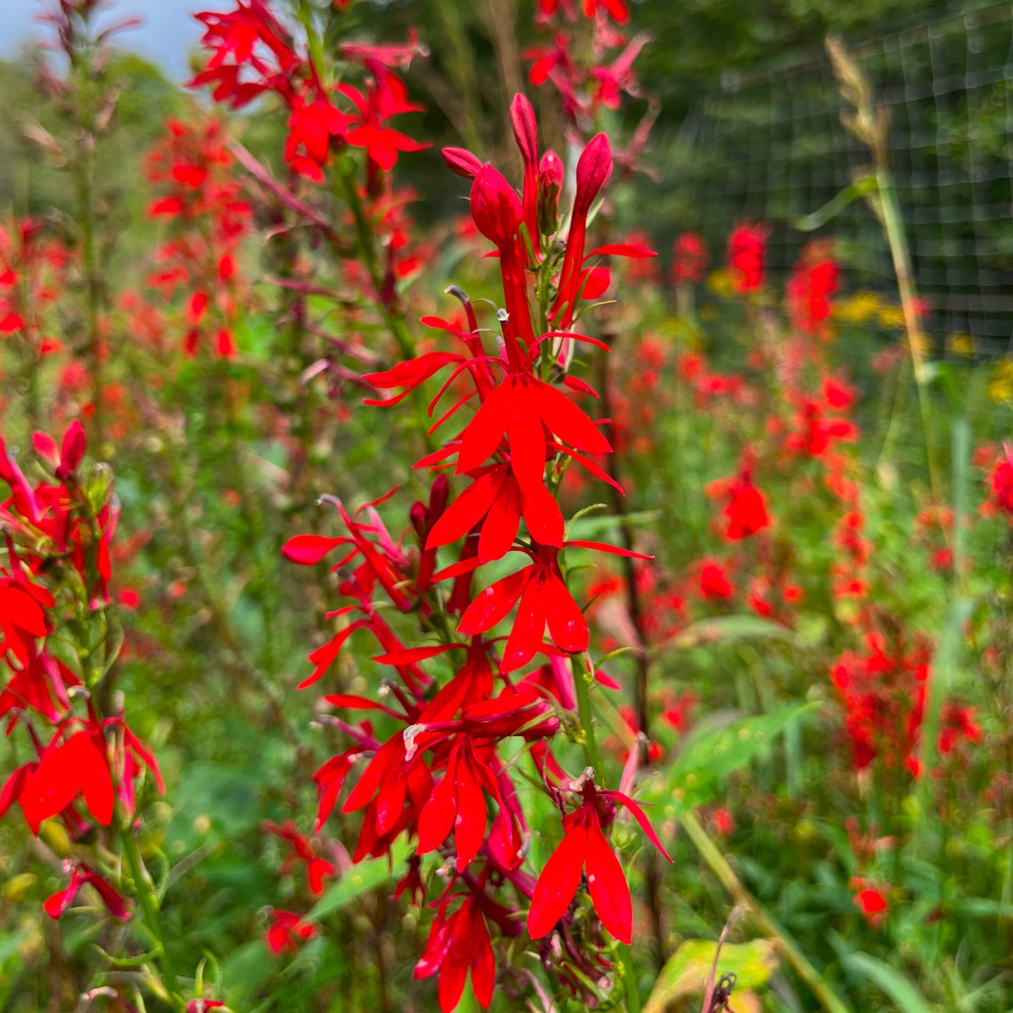 Lobélie cardinale - Lobelia cardinalis