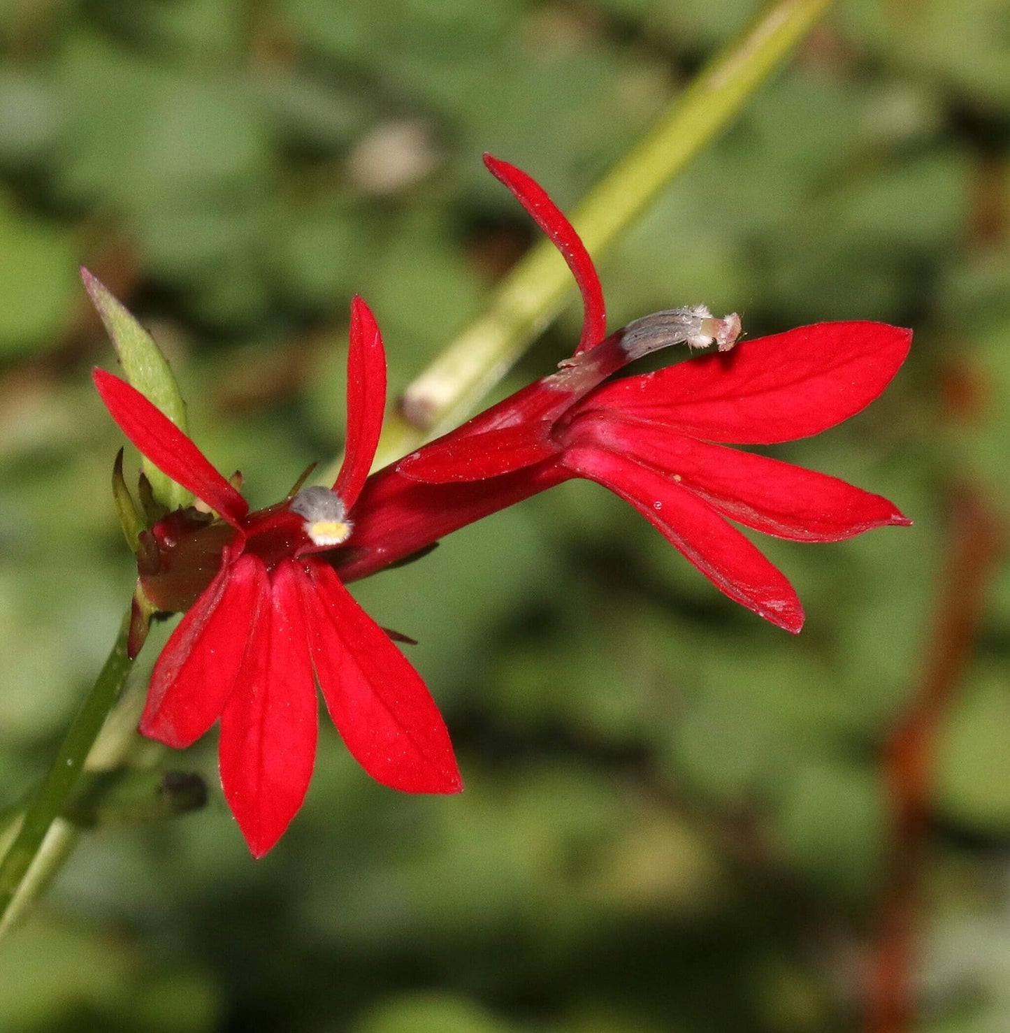 Lobélie cardinale - Lobelia cardinalis